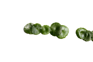 Centella asiatica (gotu kola). Fresh green leaves herb plant