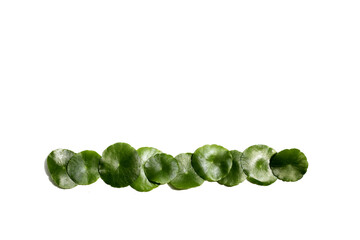 Centella asiatica (gotu kola). Fresh green leaves herb plant