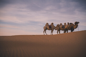 In China's Inner Mongolia, desert camel at sunset, Baotou, China