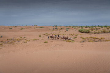 Camel caravan going through the desert, Inner Mongolia, China