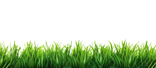 Green grass border, on a transparent background. The horizon of the green lawn. Greenfield frame, background, PNG file - obrazy, fototapety, plakaty