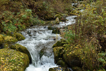 A mountain stream flows like a rapid stream through the forest along the banks covered with fallen leaves on a cloudy autumn day.