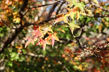 autumn leaves on a tree
