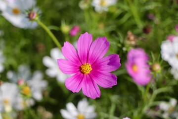 Obraz premium pink cosmos flower