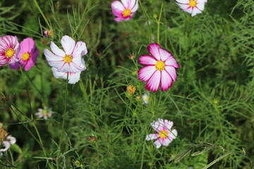 pink flowers in grass