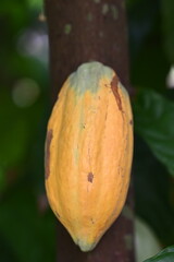 Cacao fruit on the tree. (Cacao pod)