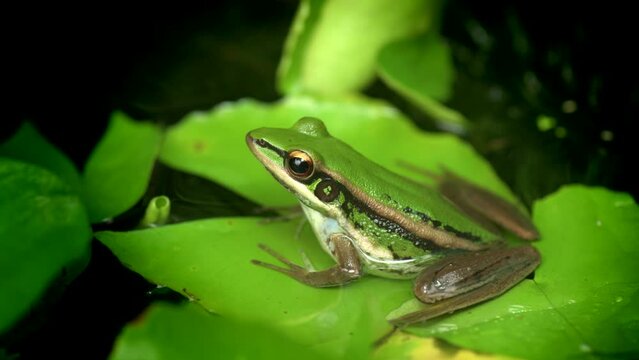 Closeup Green paddy frog (Hylarana erythraea) perched on a lotus leaf in the nature in 4K video