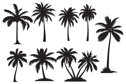 palm trees silhouettes. Isolated coconut on the white background.