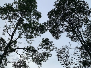 tree branches against blue sky