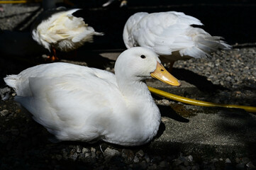 Many ducks are raised on the farm