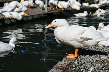 Many ducks are raised on the farm