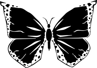 butterfly on white background