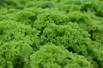 close up of green lettuce