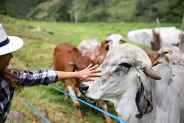 cow being caressed and fed by a woman, feeling relaxed and calm in the middle of other cows among...