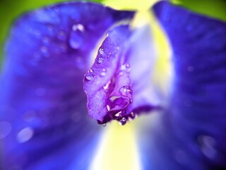 water drops on purple flower