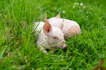 little pigs playing in the middle of the grass