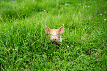 little newborn pig playing in the middle of the green grass