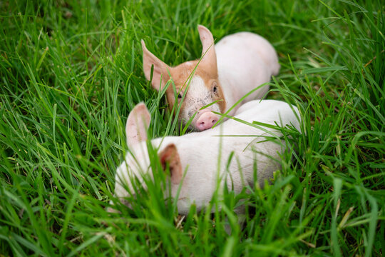 little pigs playing in the middle of the grass