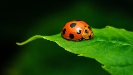 Red Ladybugs on green leaf and nature blurred background.