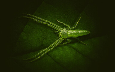 Oxytate striatipes, Grass crab spiders, Green crab spider on green leaf, Top view.