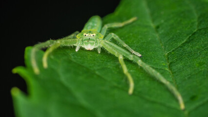 Oxytate striatipes, Grass crab spiders, Green crab spider on green leaf, Top view.