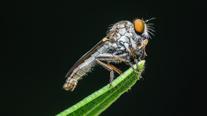 Robber fly (Asilidae) with it prey on green leaf, Macro shot and nature background, Selective focus.