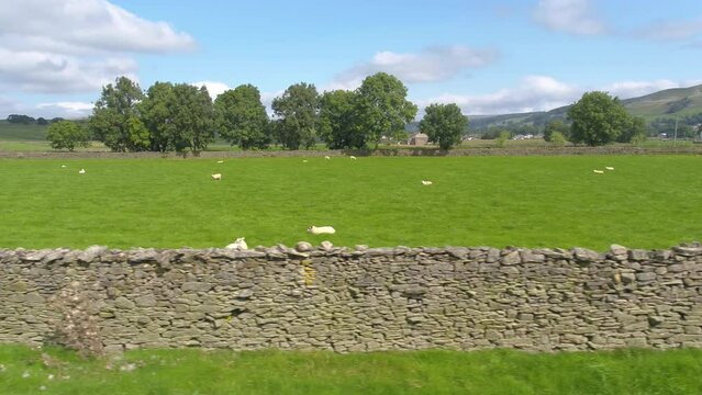 Sideways drone footage running parallel to a dry stone wall of a field of sheep on a sunny day in rural countryside near the village of Settle, North Yorkshire, UK.