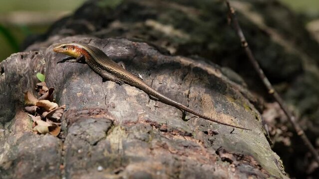Facing to the left and suddenly moves its head ready to go away, Common Sun Skink Eutropis multifasciata, Thailand