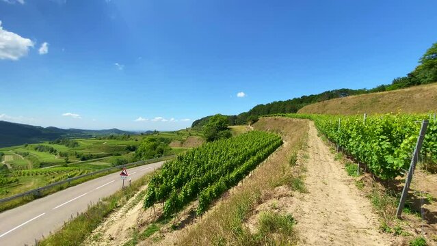 Kaiserstuhl Endingen, Weinberge, Deutschland 