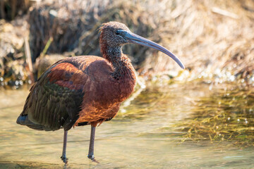 The glossy ibis, latin name Plegadis falcinellus, searching for food in the shallow lagoon.
