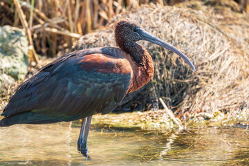 The glossy ibis, latin name Plegadis falcinellus, searching for food in the shallow lagoon.