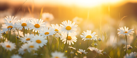 A warm golden hour scene with white daisies blooming in a field and a sunset as the centerpiece_Generative AI