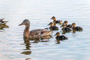 A family of ducks, a duck and its little ducklings are swimming in the water. The duck takes care of its newborn ducklings. Mallard, lat. Anas platyrhynchos