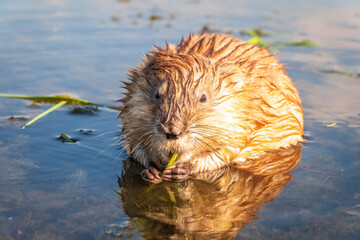 Portrait of a muskrat, ondatra zibethicus, rodent found in wetlands