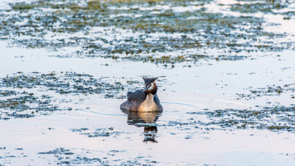 The waterfowl bird Great Crested Grebe swimming in the calm lake