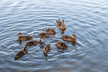 A family of ducks, a duck and its little ducklings are swimming in the water. The duck takes care of its newborn ducklings. Mallard, lat. Anas platyrhynchos
