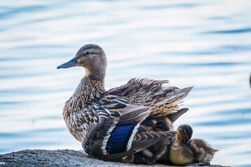 Adult duck with many ducklings sits on green shore of pond