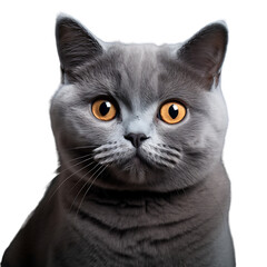 Close-up of a british shorthair cat isolated on transparent background (png)
