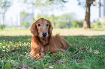 Golden Retriever lying on the grass.