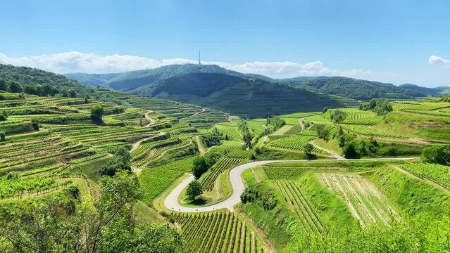 Kaiserstuhl Endingen, Weinberge, Deutschland 