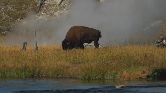 Cinematic slow motion zoom national geo epic huge Buffalo in grass Firehole River Midway Geyser Grand Prismatic Basin Yellowstone National Park wildlife autumn fall sunny beautiful colors daytime