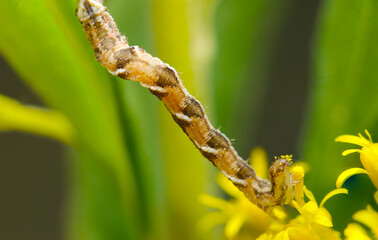 黄花セイタカアワダチソウを貪るアザミカバナミシャク蛾の幼虫（自然光＆ストロボ・マクロ接写）