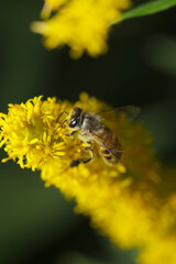 	秋、黄花セイタカアワダチソウから花粉を集める希少なトウヨウミツバチ（自然光＆ストロボ・マクロ接写）