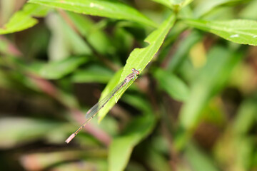 秋、畦の草葉にとまるホソミイトトンボ（自然光＆ストロボ・マクロレンズ接写）