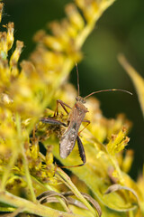 黄花セイタカアワダチソウの間を歩くホソヘリカメムシ（自然光＆ストロボ・マクロレンズ接写）