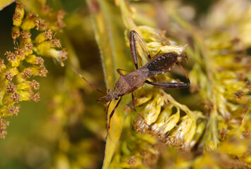 黄花セイタカアワダチソウの間を歩くホソヘリカメムシ（自然光＆ストロボ・マクロレンズ接写）