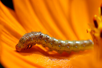 オレンジコスモスの花の上にオオタバコガの3齢幼虫の姿（自然光・マクロレンズ接写）