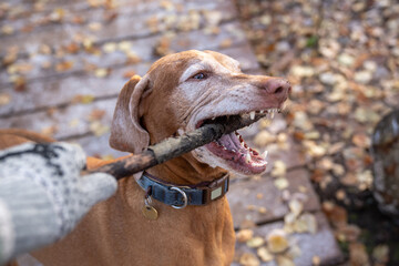 Purebred hunting Hungarian lean dog magyar vizsla. Brown short-coated medium-sized energetic puppy...