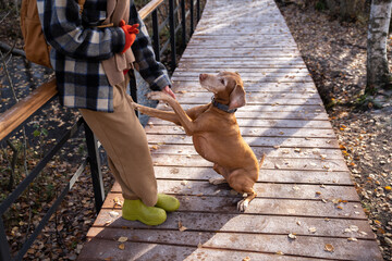Pet owner tourist training dog magyar vizsla while resting on wooden walkway after hiking in pine...