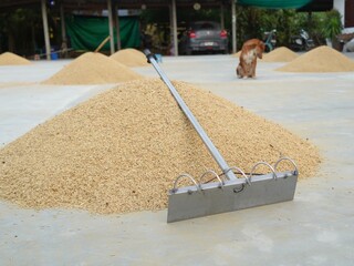 Steel rake and bloom tools , pile of jasmine paddy rice take a sun to dry on ground with harrow...